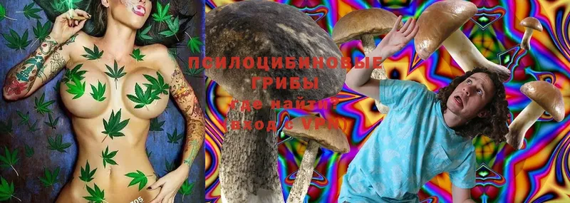 Псилоцибиновые грибы Cubensis  Вышний Волочёк 